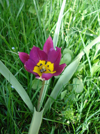 Tulipa Persian Pearl (2009, April 06) - Tulipa Persian Pearl