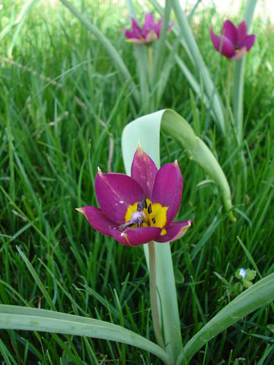 Tulipa Persian Pearl (2009, April 06) - Tulipa Persian Pearl