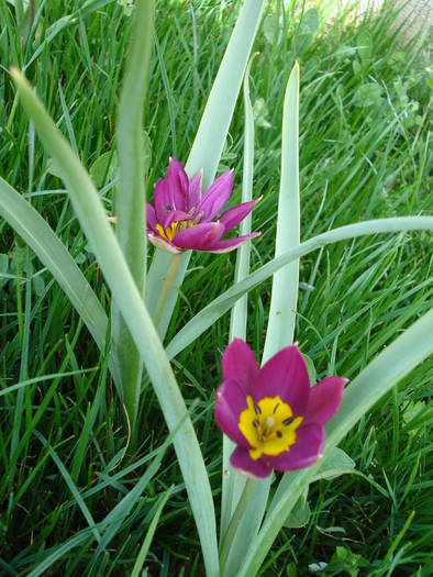 Tulipa humilis Persian Pearl (2009, Apr.06) - Tulipa Persian Pearl