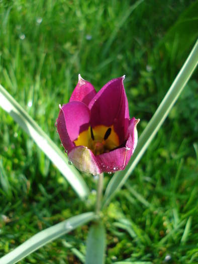 Tulipa humilis Persian Pearl (2009, Apr.07) - Tulipa Persian Pearl