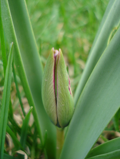 Tulipa humilis Persian Pearl (`10, Mar.27) - Tulipa Persian Pearl