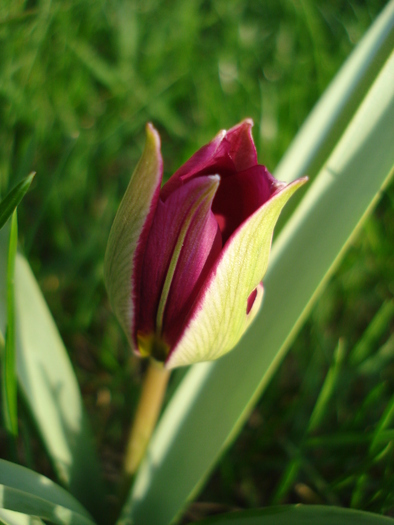 Tulipa humilis Persian Pearl (`10, Mar.30) - Tulipa Persian Pearl