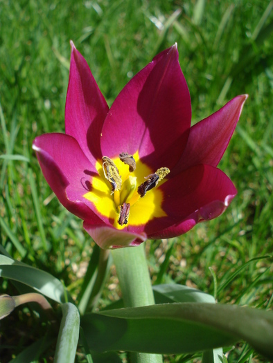 Tulipa humilis Persian Pearl (2010, Apr.01) - Tulipa Persian Pearl