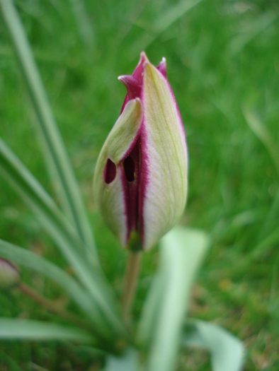 Tulipa humilis Persian Pearl (2010, Apr.03) - Tulipa Persian Pearl