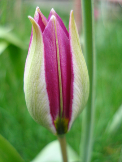 Tulipa Persian Pearl (2010, April 05) - Tulipa Persian Pearl