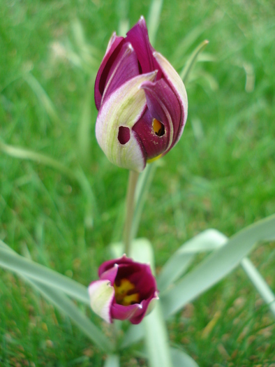 Tulipa Persian Pearl (2010, April 05) - Tulipa Persian Pearl
