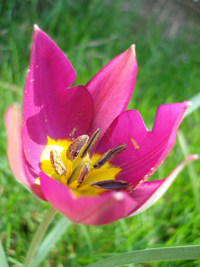 Tulipa Persian Pearl (2010, April 07) - Tulipa Persian Pearl