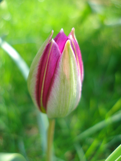 Tulipa Persian Pearl (2010, April 08)