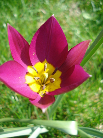 Tulipa Persian Pearl (2010, April 08)