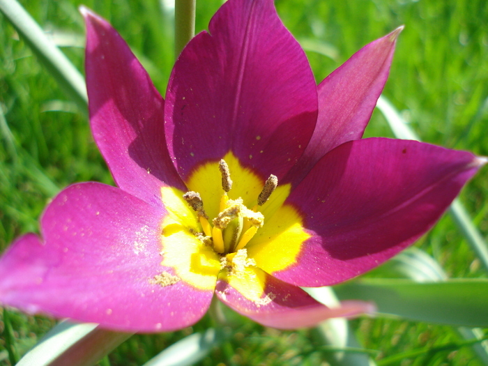 Tulipa Persian Pearl (2010, April 08)