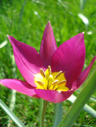Tulipa Persian Pearl (2010, April 08) - Tulipa Persian Pearl