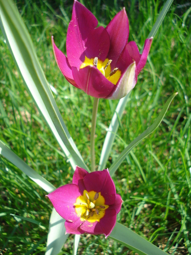 Tulipa Persian Pearl (2010, April 08) - Tulipa Persian Pearl