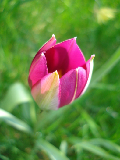 Tulipa Persian Pearl (2010, April 08) - Tulipa Persian Pearl