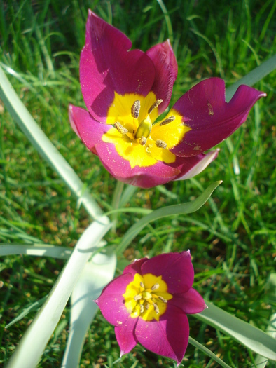 Tulipa Persian Pearl (2010, April 09) - Tulipa Persian Pearl
