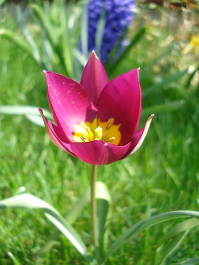 Tulipa Persian Pearl (2010, April 10) - Tulipa Persian Pearl