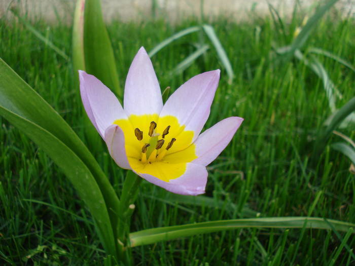 Tulipa Lilac Wonder (2009, April 20) - Tulipa Lilac Wonder