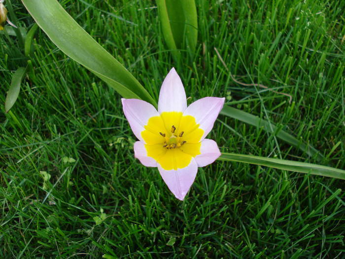 Tulipa Lilac Wonder (2009, April 20) - Tulipa Lilac Wonder