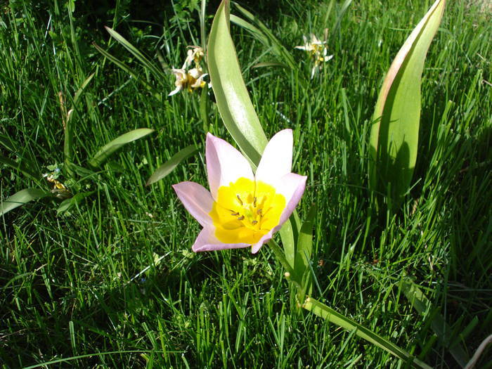 Tulipa Lilac Wonder (2009, April 22) - Tulipa Lilac Wonder