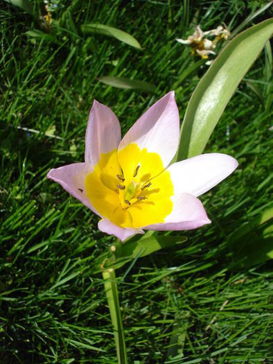 Tulipa Lilac Wonder (2009, April 22) - Tulipa Lilac Wonder