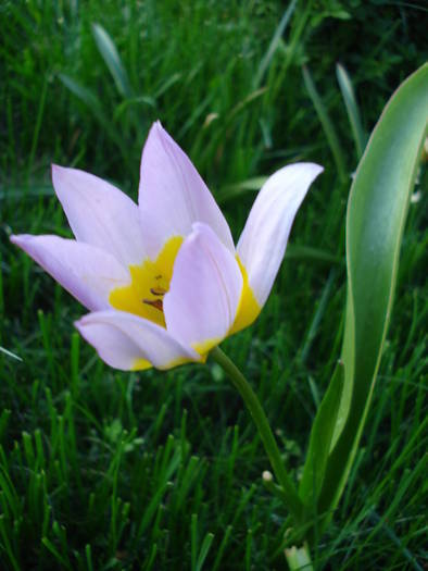 Tulipa Lilac Wonder (2009, April 22)