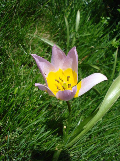 Tulipa Lilac Wonder (2009, April 23) - Tulipa Lilac Wonder