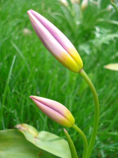 Tulipa Lilac Wonder (2010, April 17) - Tulipa Lilac Wonder
