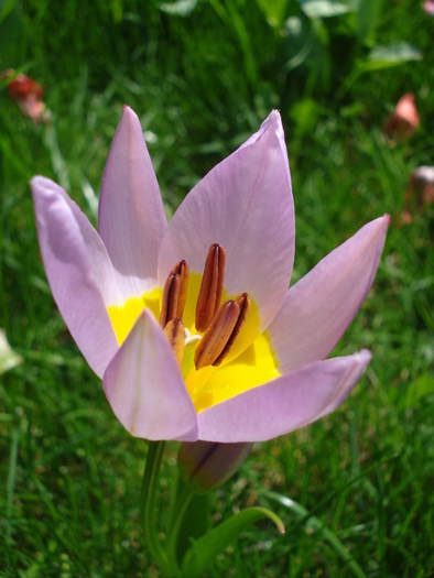 Tulipa Lilac Wonder (2010, April 18) - Tulipa Lilac Wonder