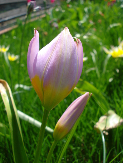 Tulipa Lilac Wonder (2010, April 18)