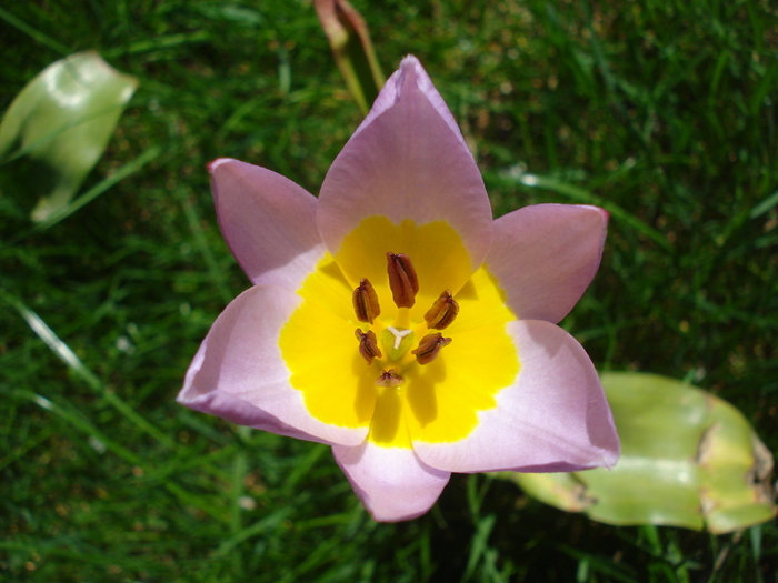 Tulipa Lilac Wonder (2010, April 18) - Tulipa Lilac Wonder