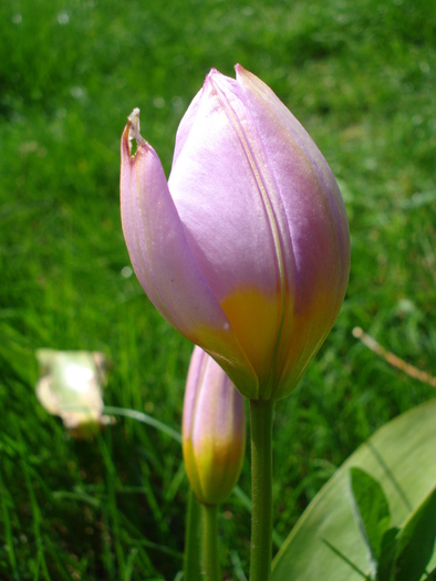 Tulipa Lilac Wonder (2010, April 18) - Tulipa Lilac Wonder