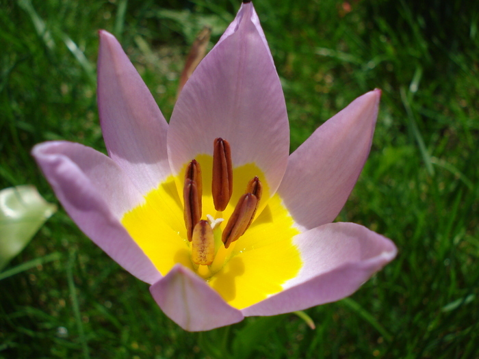 Tulipa Lilac Wonder (2010, April 18) - Tulipa Lilac Wonder