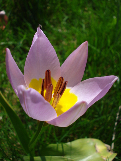 Tulipa Lilac Wonder (2010, April 18) - Tulipa Lilac Wonder