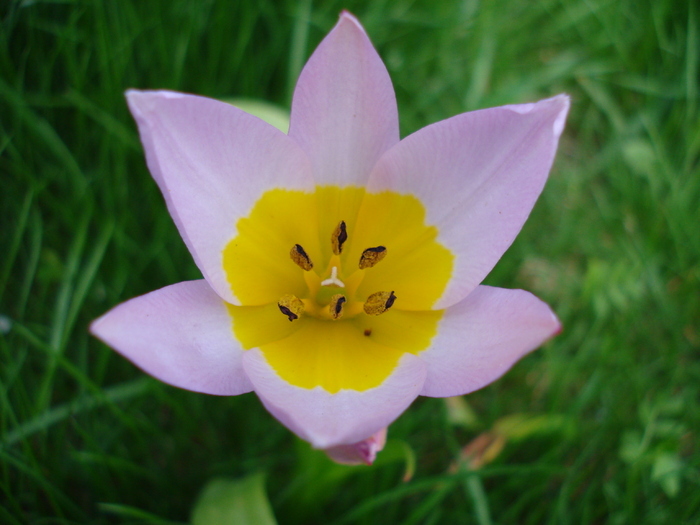 Tulipa Lilac Wonder (2010, April 18)