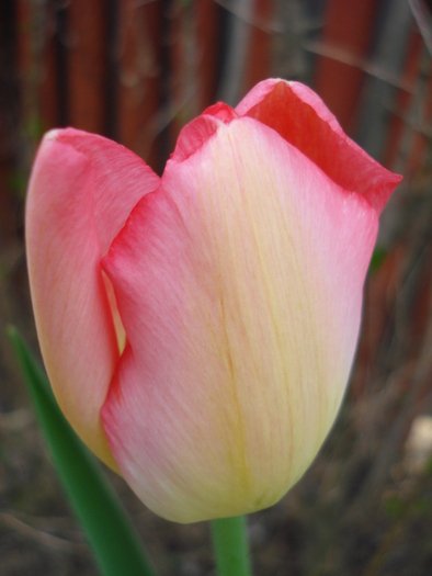 Tulipa Judith Leyster (2010, April 18) - Tulipa Judith Leyster