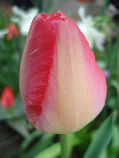 Tulipa Judith Leyster (2010, April 20) - Tulipa Judith Leyster