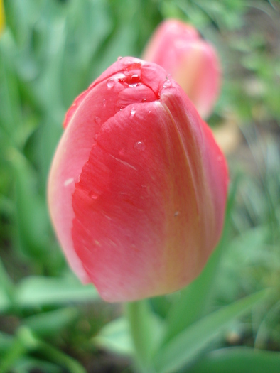 Tulipa Judith Leyster (2010, April 20) - Tulipa Judith Leyster