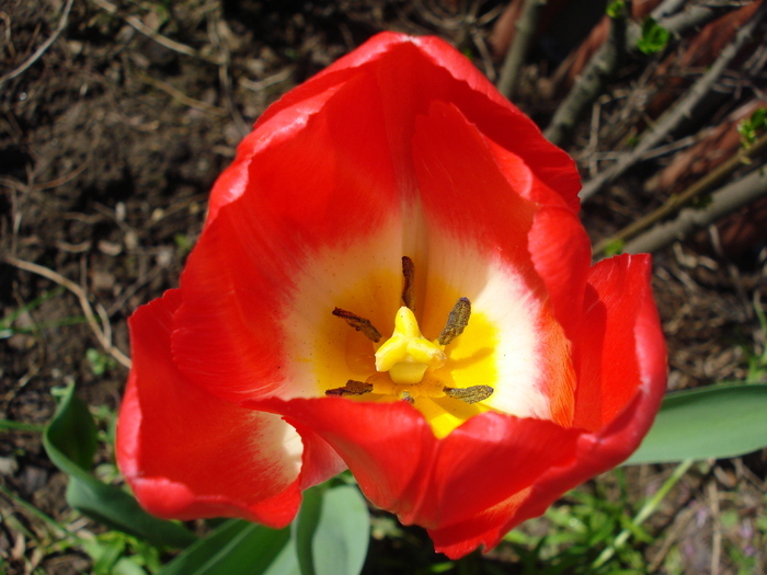 Tulipa Judith Leyster (2010, April 21)