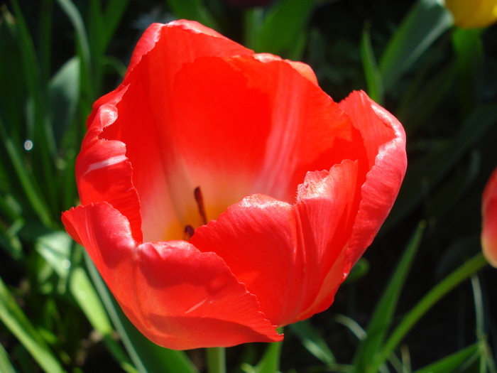 Tulipa Judith Leyster (2010, April 21)
