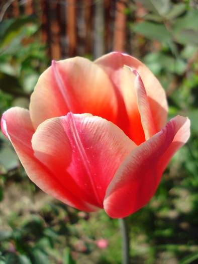 Tulipa Judith Leyster (2010, May 01) - Tulipa Judith Leyster