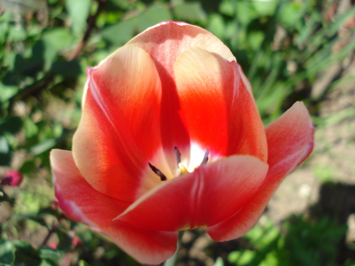 Tulipa Judith Leyster (2010, May 01) - Tulipa Judith Leyster