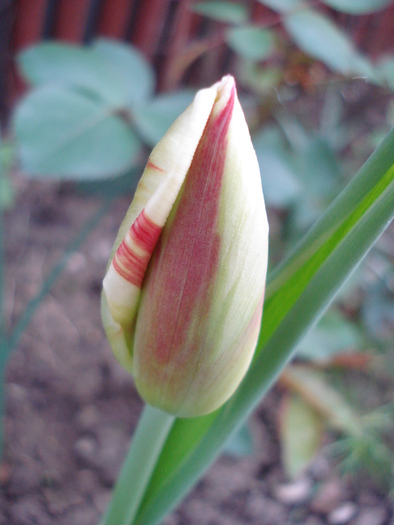 Tulipa Happy Generation (2010, April 24)