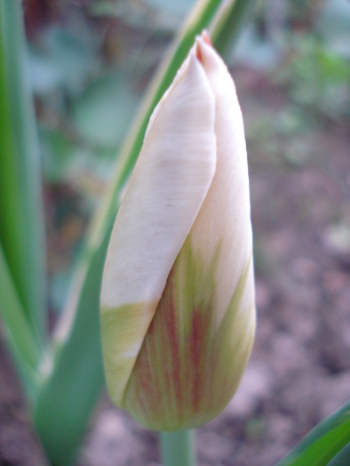 Tulipa Happy Generation (2010, April 24) - Tulipa Happy Generation