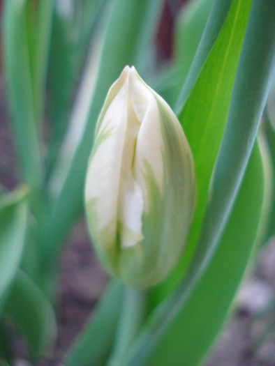 Tulipa Happy Generation (2010, April 24) - Tulipa Happy Generation