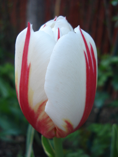 Tulipa Happy Generation (2010, April 27)