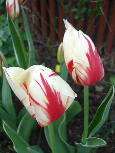 Tulipa Happy Generation (2010, April 28)