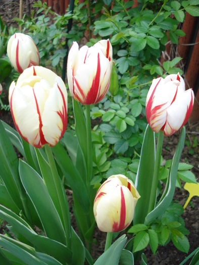 Tulipa Happy Generation (2010, April 29)