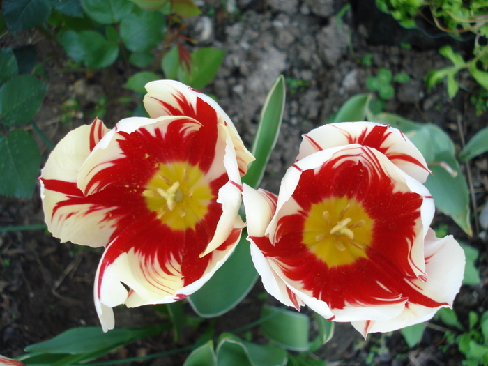 Tulipa Happy Generation (2010, April 30) - Tulipa Happy Generation