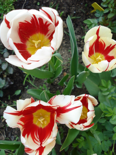 Tulipa Happy Generation (2010, April 30) - Tulipa Happy Generation