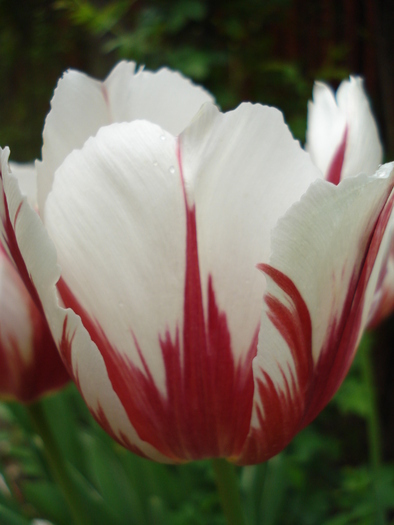 Tulipa Happy Generation (2010, May 07)