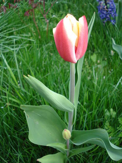 Tulipa Leen van der Mark (2009, April 13) - Tulipa Leen van der Mark